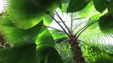 Serada palmiye yaprakları alçak açılı görüşte