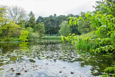 Mayıs ayında Kopenhag Botanik Bahçeleri 'nde büyük bir göl. Danimarka 'nın başkentinde huzurlu yeşil bir yer..