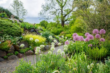 Çiçekler, otlar ve çalıların güzel taze ve yeşil kompozisyonlarıyla çevrili küçük bir patika. Mayısta yağmurdan sonra çiçek açan Kopenhag botanik bahçesi.