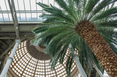 Danimarka, Kopenhag 'daki Ny Carlsberg Glyptotek müzesinde büyük kubbe, tavan ve palmiyeler. Düşük açı. Modern sanat alanı ve önemli kültürel dünya nesnesi.