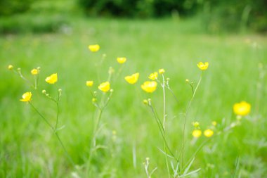 Yeşil bir bahar tarlasında çiçek açan küçük sarı düğün çiçekleri.