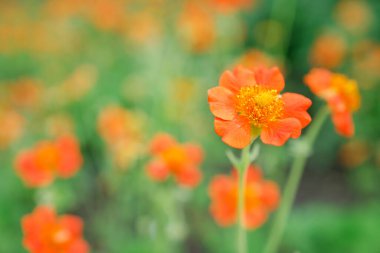 Parlak bahar portakal çiçekleri arka planı seçici bir odak ile kapatın
