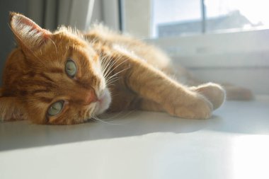 Sevimli kızıl kedi pencerenin yanında güneş ışığında uzanıyor ve kameraya yakından bakıyor.