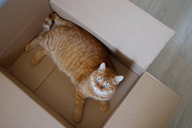 Sevimli turuncu kedi teslimat kutusuna uzanıp kameraya bakıyor.