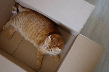 Sevimli turuncu kedi teslimat kutusunda yatıyor.