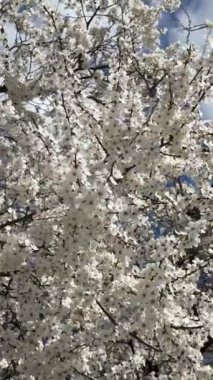 Bahar beyaz kiraz çiçekli dallar