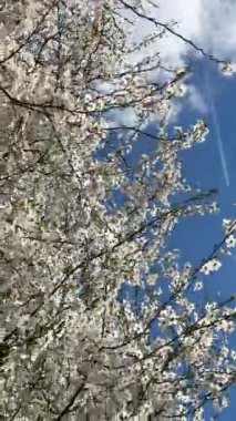 Bahar beyaz kiraz çiçekli dallar mavi bir gökyüzünün arka planına sahip