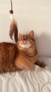 Beyaz yatakta asayla oynayan sevimli turuncu kedi.