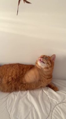 Beyaz yatakta asayla oynayan sevimli turuncu kedi.