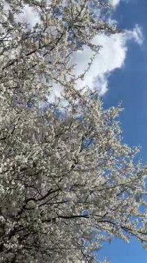 Bahar beyaz kiraz çiçekli dallar mavi bir gökyüzünün arka planına sahip