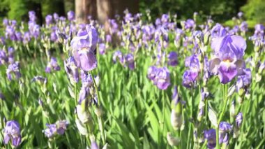 Baharda botanik bahçesinde yetişen bir sürü mor süsen çiçeği.
