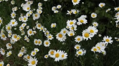 Rüzgarda sallanan bir sürü papatya ile yeşil çayır.