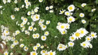 Rüzgarda sallanan birçok papatya çiçeği