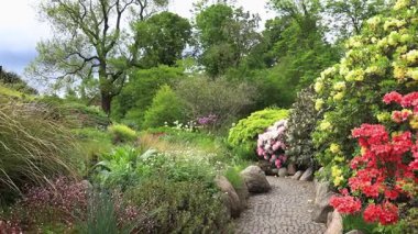 Mayısta Kopenhag Botanik Bahçesinde açan çiçek açan sarı ve pembe açelyalar.