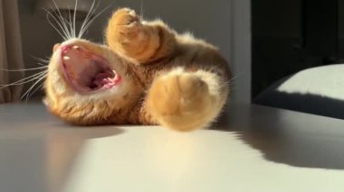 Evde güneşin altında uyuyan şirin turuncu kesim. Uykulu evcil hayvan dinleniyor ve güneşin sıcaklığının tadını çıkarıyor..