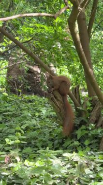 Ağacın altında oturan ve Polonya 'daki Poznan Botanik Bahçesi' nde fındığı kemiren sevimli yetişkin sincap..