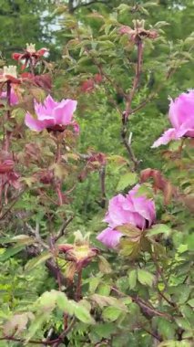 Baharda yağmurdan sonra çiçek açan pembe şakayıklar. Danimarka 'da Kopenhag Botanik Bahçesi.