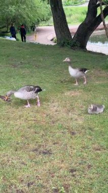 Danimarka 'daki Kopenhag Botanik Bahçesi' nde iki yetişkin kaz ve bir küçük ötücü otluyor. Danimarka başkentindeki bahar parkında sevimli kuşlar ailesi..