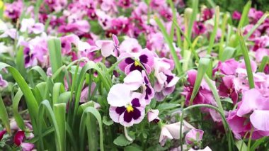 Büyük mor, mor ve pembe hanım evlatları botanik bahçesinde çiçek açtılar. Rüzgarda sallanan çiçekler.