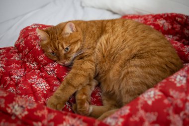 Sevimli ve üzgün kızıl kedi kırmızı battaniyenin üzerine uzanmış çiçek desenli