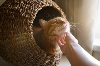 Kedi evinde oturan sevimli kızıl kediyi okşayan kız.