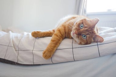 Yatağa uzanmış sevimli kızıl kedi. Yakından bak.