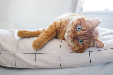 Yatağa uzanmış sevimli kızıl kedi. Yakından bak.