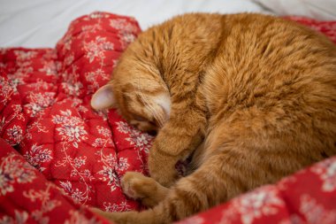 Çiçekli kırmızı battaniyenin üzerinde uyuyan tatlı kızıl kedi.