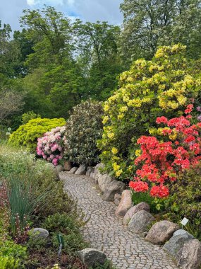Parlak mercan, sarı ve pembe açelyalar mayıs ayında Kopenhag Botanik Bahçesinde çiçek açıyor. İlkbaharda Danimarka 'da popüler ve özgür yeşil turistik bir yer.