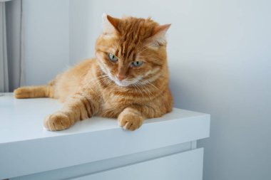 Evdeki beyaz masada yatan sevimli kızıl kedi.