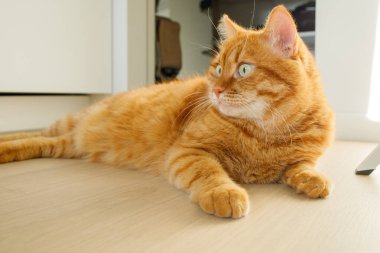 Evdeki ahşap zemine uzanmış sevimli turuncu kedi. Yaklaş.