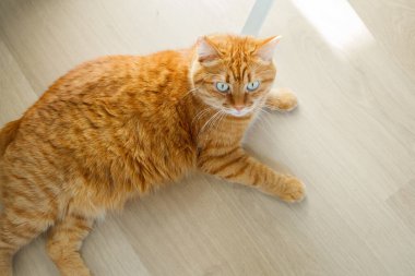 Şirin turuncu kedi ahşap zemine uzanmış, yüksek açı manzaralı.