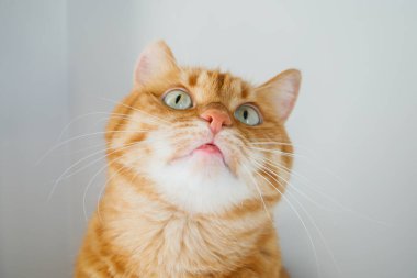 Yeşil gözlü turuncu kedi yakından bakıyor.