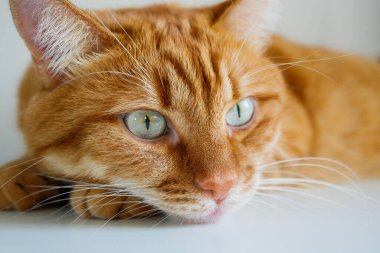 Yeşil gözlü turuncu kedi beyaz masada yatıyor. Yüzü kapalı.