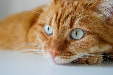 Yeşil gözlü turuncu kedi beyaz masada yatıyor. Yüzü kapalı.