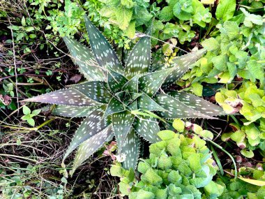 Bahçedeki aloe vera bitkisi yukarıdan görünüyor.