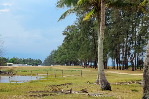 Pantai Sepat, Kuantan, Malezya sahillerindeki hindistan cevizi ağaçları.