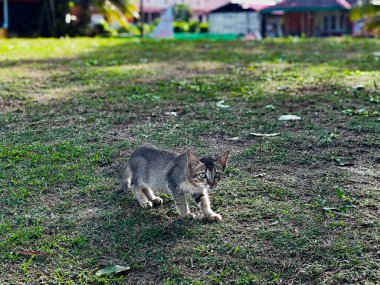 Pantai Cempaka 'da bir kedi, Kuantan Pahang, Malezya. Çimlerin üzerinde yürüyorum.