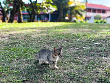 Pantai Cempaka 'da bir kedi, Kuantan Pahang, Malezya. Çimlerin üzerinde yürüyorum.