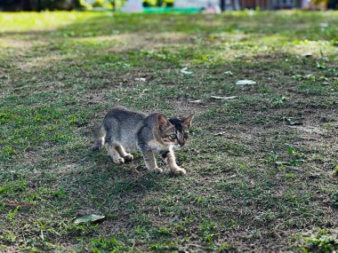 Pantai Cempaka 'da bir kedi, Kuantan Pahang, Malezya. Çimlerin üzerinde yürüyorum.