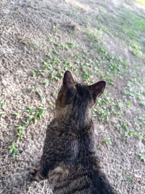 Kedi yana bakar ve yeşil bir çimenliğe oturur. Yeşil gözlü tüylü gri bir kedinin portresi Pantai Cempaka, Kuantan Pahang, Malezya.