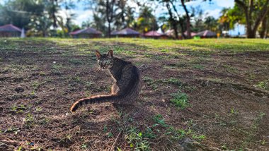 Cat relaxing outdoor on the grass in summer at Pantai Cempaka, Kuantan Pahang, Malaysia. clipart