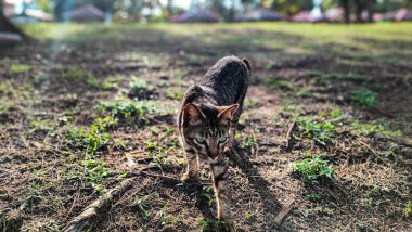 Yazın Pantai Cempaka, Kuantan Pahang, Malezya 'da çimlerin üzerinde dinlenen kedi..