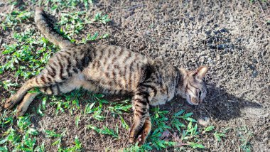 Koyu gri bir kedi, Pantai Cempaka, Kuantan Pahang, Malezya 'da uyuyarak öğleden sonra eğleniyor..