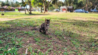 Yazın Pantai Cempaka, Kuantan Pahang, Malezya 'da çimlerin üzerinde dinlenen kedi..