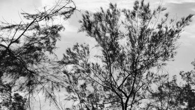 Pantai Cempaka, Kuantan Pahang, Malezya 'daki ağaç dalları.