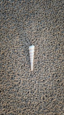 An image that focuses on 1 seashell on a beach sand at Pantai Anak Air Kuantan Pahang. clipart
