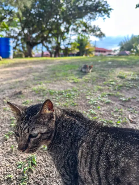 Kedi yana bakar ve yeşil bir çimenliğe oturur. Yeşil gözlü tüylü gri bir kedinin portresi Pantai Cempaka, Kuantan Pahang, Malezya.
