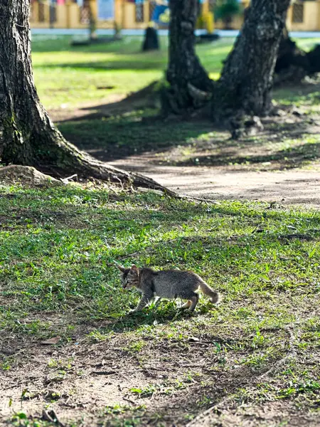 Pantai Cempaka 'da bir kedi, Kuantan Pahang, Malezya. Çimlerin üzerinde yürüyorum.