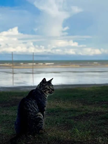 Yeşil çimenlikteki gri sokak kedisi Pantai Cempaka, Kuantan Pahang, Malezya.